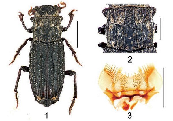 Công bố phát hiện một số loài côn trùng mới tại Việt Nam