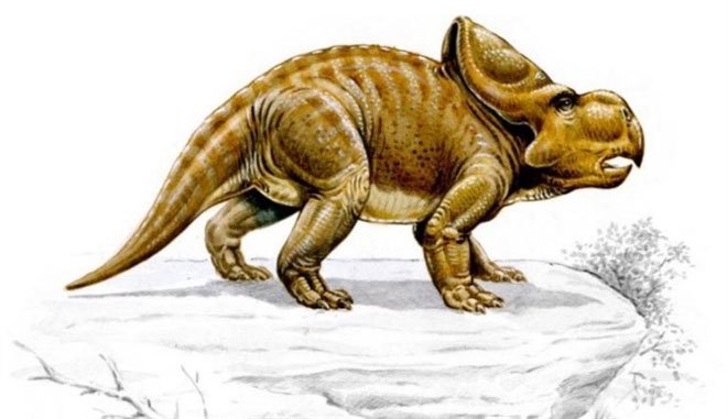 Công cụ đặc biệt của loài khủng long Protoceratops dùng để tán tỉnh bạn tình