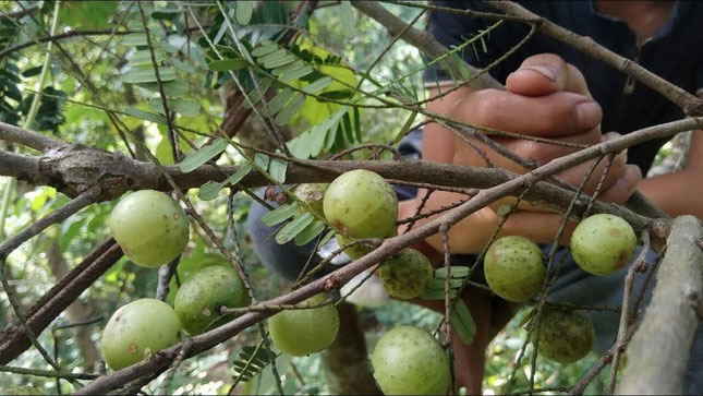 Công dụng tuyệt vời của loài quả dại mọc khắp Việt Nam