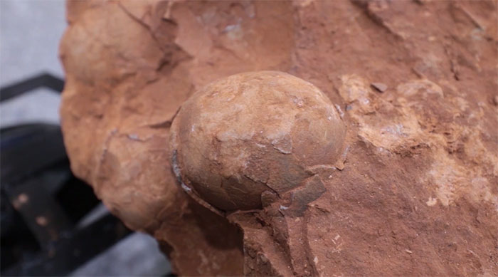 Công nhân đào trúng ổ trứng khủng long 80 triệu năm