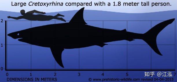 Cretoxyrhina: Loài cá mập thời tiền sử còn đáng sợ hơn cả Megalodon