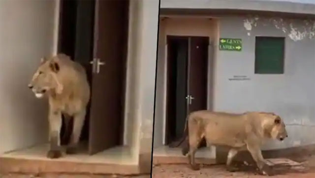Cư dân mạng phát sốt khi thấy sư tử đi ra từ... nhà vệ sinh công cộng