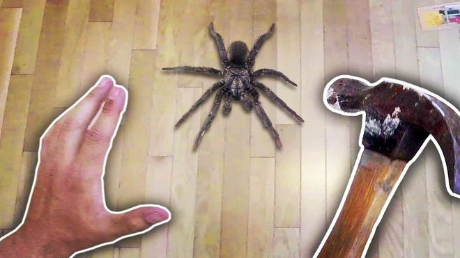 Cứ gặp nhện là đánh – Liệu chúng ta có nên giết những con nhện nhà hay không?