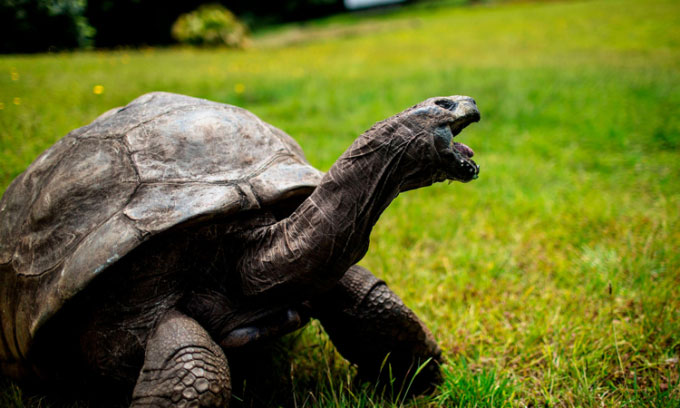 Cụ rùa khổng lồ 190 tuổi già nhất hành tinh vẫn nỗ lực ghép đôi