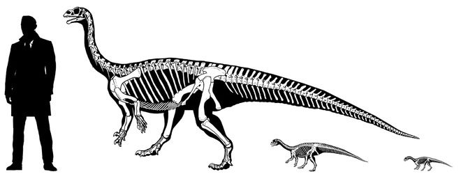 Cứ tưởng khám phá ra loài khủng long tí hon, ai ngờ rằng khi trưởng thành chúng lại nặng cả tấn