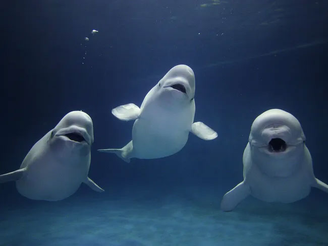 Cực kỳ thông minh và đáng yêu, cá voi Beluga còn có một năng lực đặc biệt khiến con người phải rùng mình