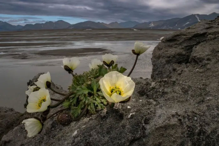 Cùng ngắm những chùm hoa cuối cùng ở vùng cực thế giới