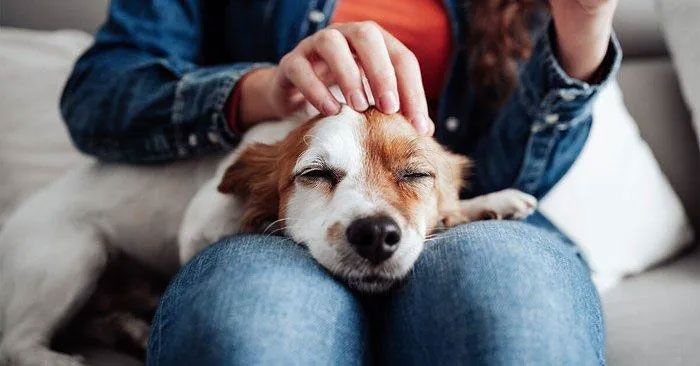Cưng nựng một chú chó có tác dụng chữa bệnh đối với bộ não