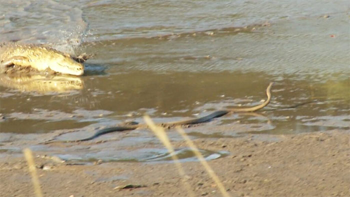 Cuộc chiến sinh tồn khốc liệt giữa ông vua đầm lầy và loài rắn nguy hiểm nhất châu Phi