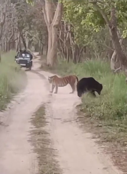 Cuộc đối đầu hiếm gặp giữa hổ cái và gấu lười