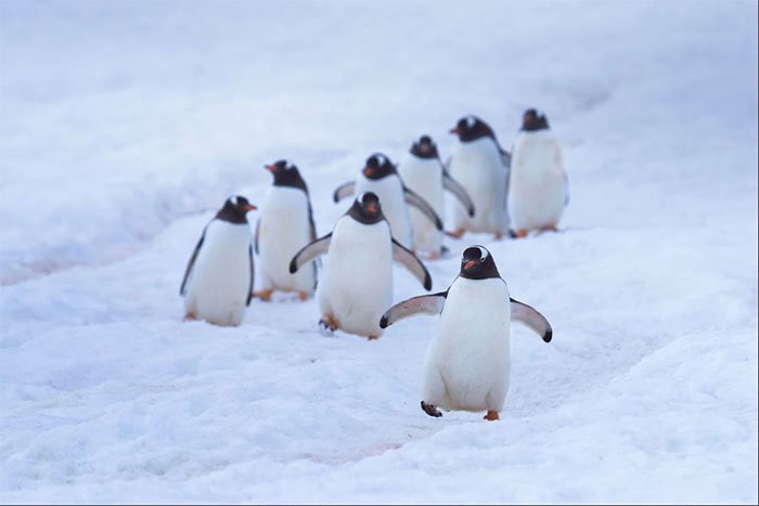 Cuộc sống hàng ngày của những con chim cánh cụt ở Nam Cực
