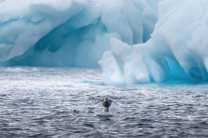 Cuộc sống hàng ngày của những con chim cánh cụt ở Nam Cực