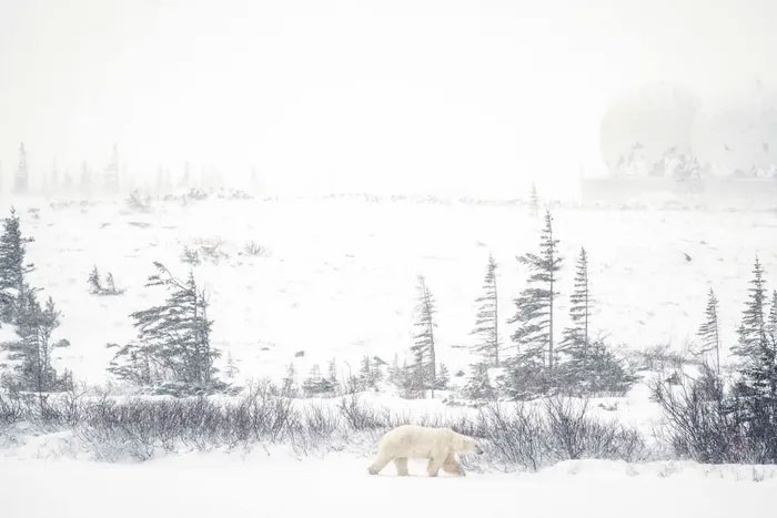 Cuộc sống khác lạ ở thủ đô gấu Bắc Cực