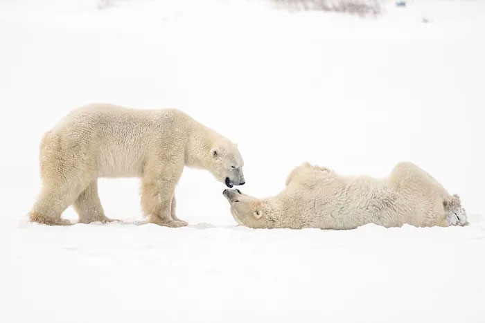 Cuộc sống khác lạ ở thủ đô gấu Bắc Cực
