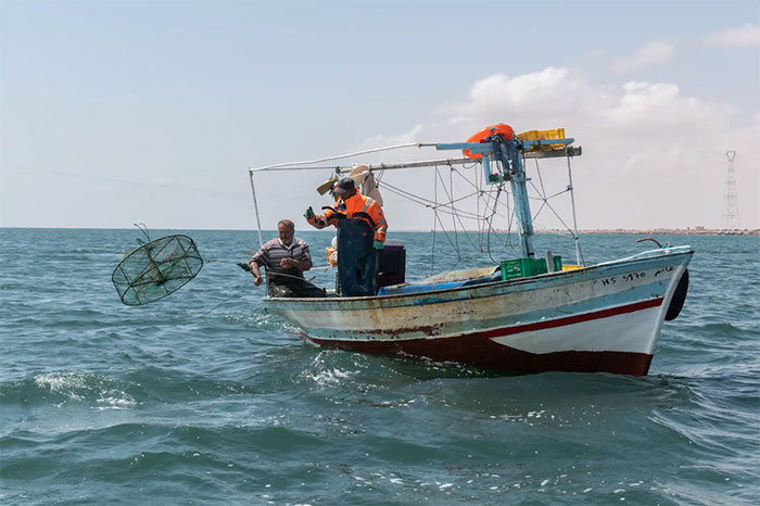 Cuộc xâm lược của loài cua phàm ăn