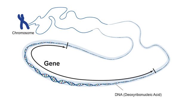 Cuối cùng thì các nhà khoa học cũng đã giải mã thành công toàn bộ bộ gen của con người