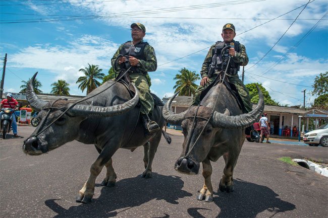 Cưỡi trâu tuần tra - Nét độc đáo của cảnh sát Brazil