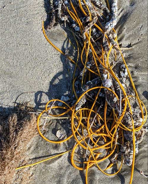 “Cuộn dây thừng” trên bãi biển thực ra là một sinh vật kỳ lạ