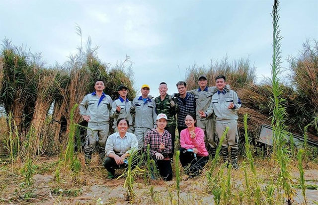 Cựu du học sinh Việt biến cây cỏ sậy thành hàng xuất khẩu
