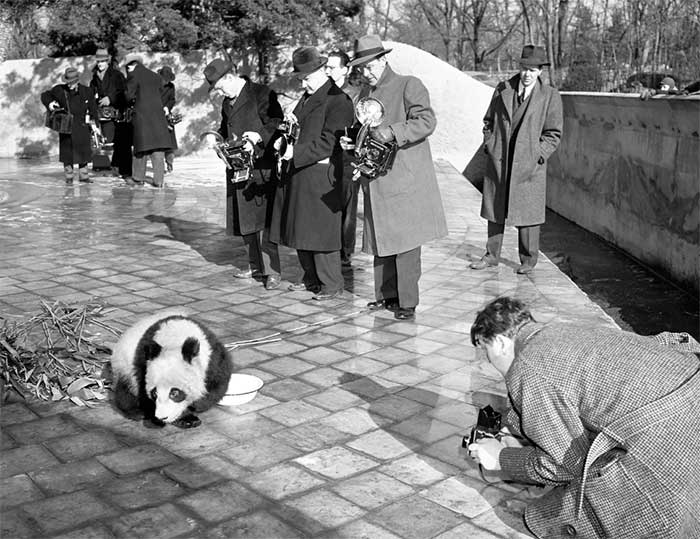 Cứu gấu trúc khỏi tuyệt chủng, ta có vô tình làm hại những loài vật khác?