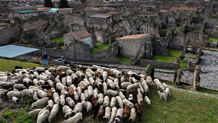 Cừu giúp các nhà khảo cổ Ý bảo tồn tàn tích cổ đại
