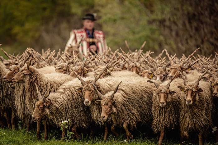Cừu Racka - Loài cừu có bộ lông siêu dày và cặp sừng xoắn ốc kỳ lạ