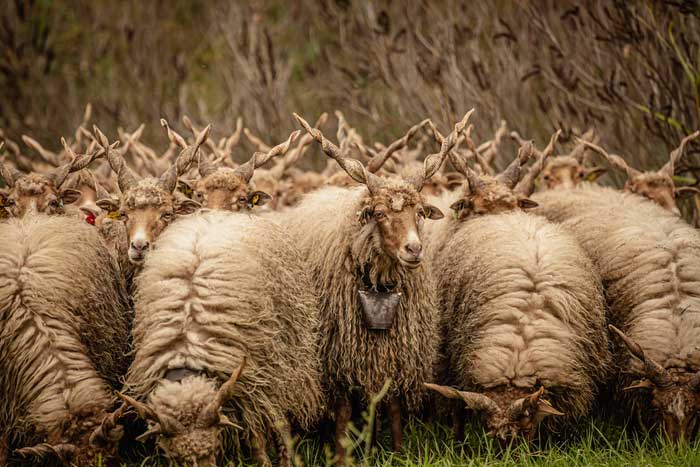 Cừu Racka - Loài cừu có bộ lông siêu dày và cặp sừng xoắn ốc kỳ lạ