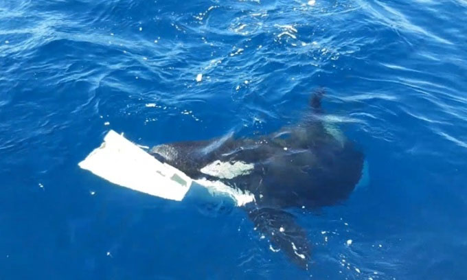 Đàn cá voi sát thủ hợp lực nhấn chìm du thuyền dài 15m