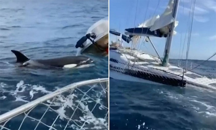 Đàn cá voi sát thủ hợp sức nhấn chìm du thuyền