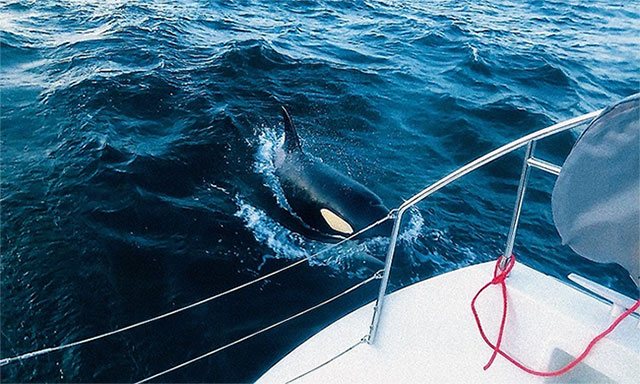 Đàn cá voi sát thủ tấn công, cắn thủng du thuyền