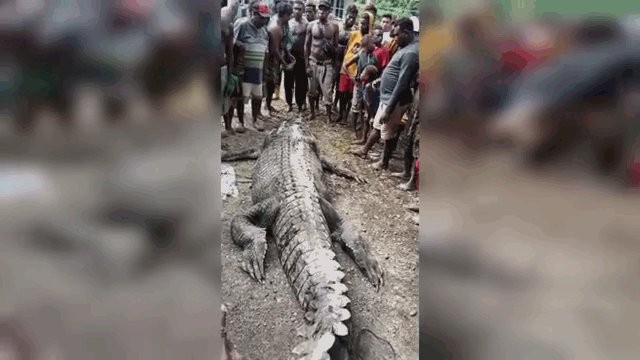 Dân làng vây bắt cá sấu khổng lồ dài 7 mét ăn thịt người