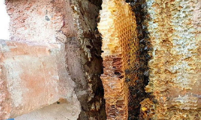 Đàn ong mật 30.000 con làm tổ trong tường nhà