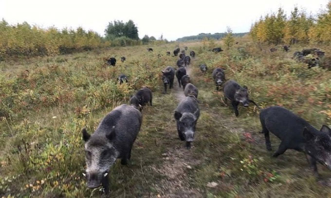 Đàn siêu lợn bùng nổ, lan khắp Canada