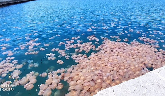 Đàn sứa khổng lồ đóng chiếm vùng biển Italia