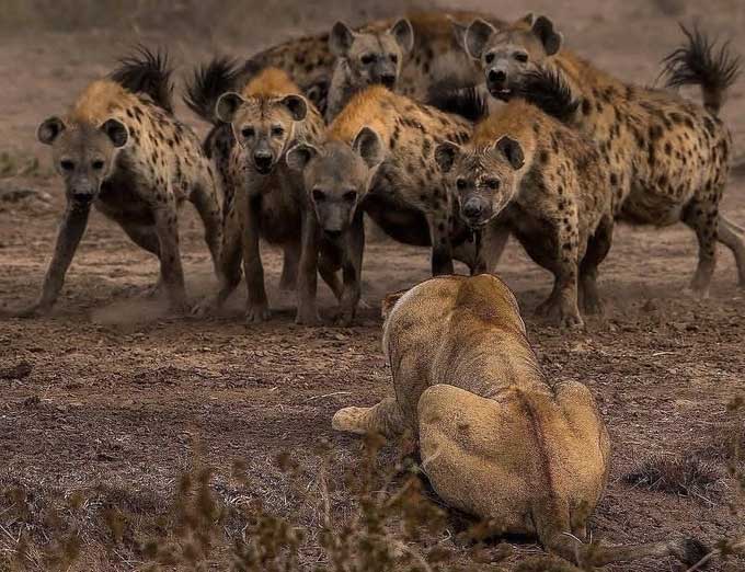 Đang đánh chén, sư tử phải bỏ chạy tháo thân khi gặp loài vật này