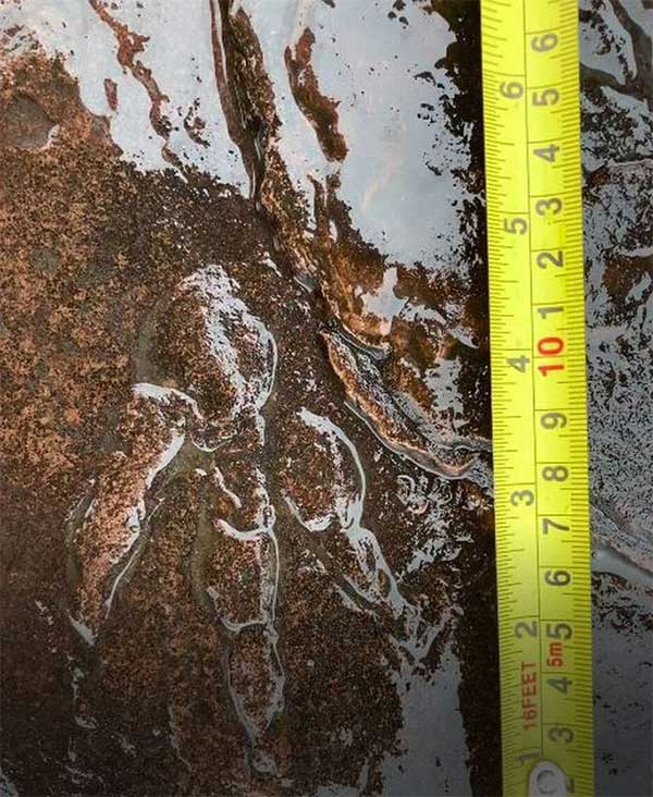 Dạo biển, bé gái 4 tuổi phát hiện báu vật 220 triệu năm