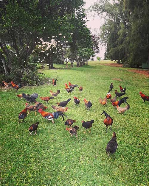 Đảo Kauai - Nơi hàng nghìn con gà chạy rông nhưng không ai ăn