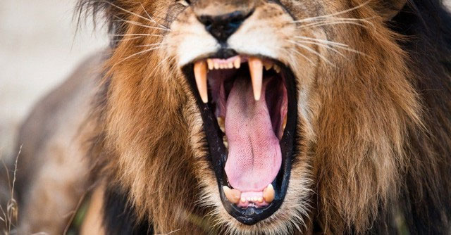 Đâu là cuộc tấn công nguy hiểm nhất của sư tử trong lịch sử nhân loại?