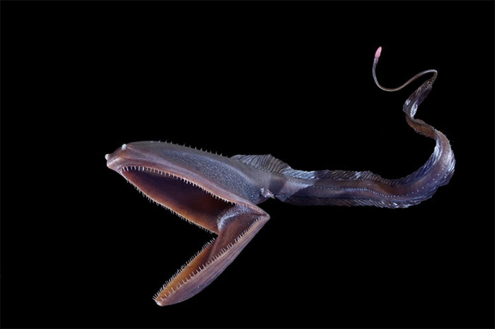 Đâu là lời giải cho hình thù quái dị của những loài cá sống dưới vùng biển sâu?