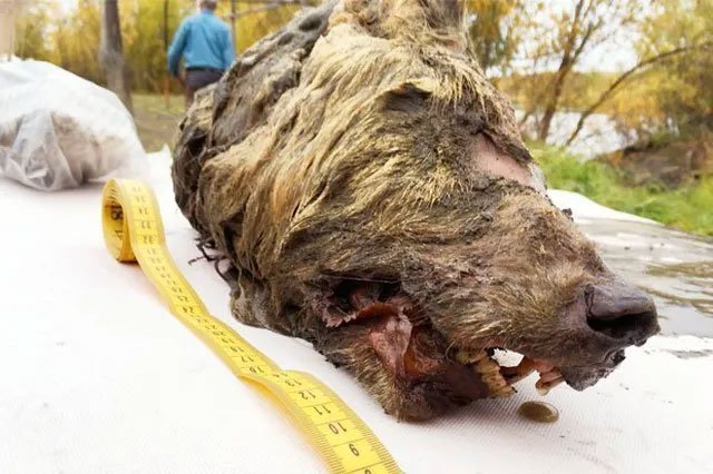 Đầu quái thú 40.000 năm vẫn nguyên vẹn tại vùng Siberia
