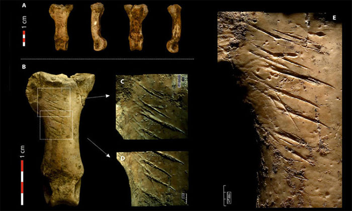 Dấu vết vòng cổ bằng vuốt đại bàng 40.000 năm tuổi