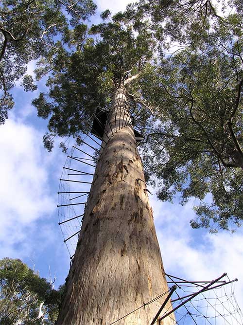 Dave Evans Bicentennial - Cái cây đáng sợ nhất Australia