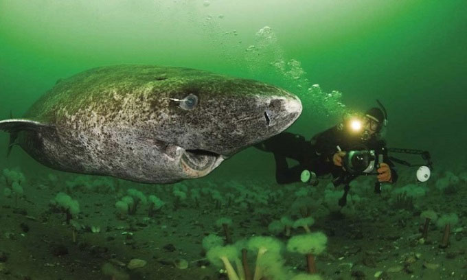 Đây là loài cá mập có thể sống hàng trăm năm