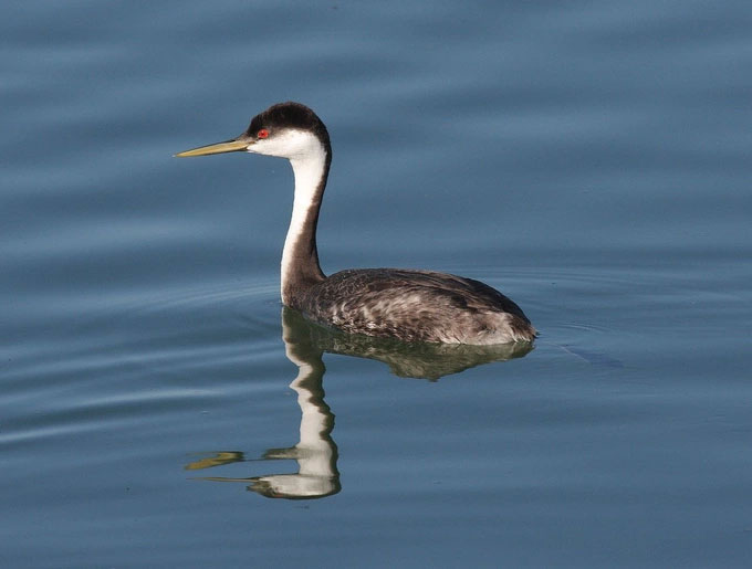Đây là loài chim duy nhất có khả năng đi trên mặt nước