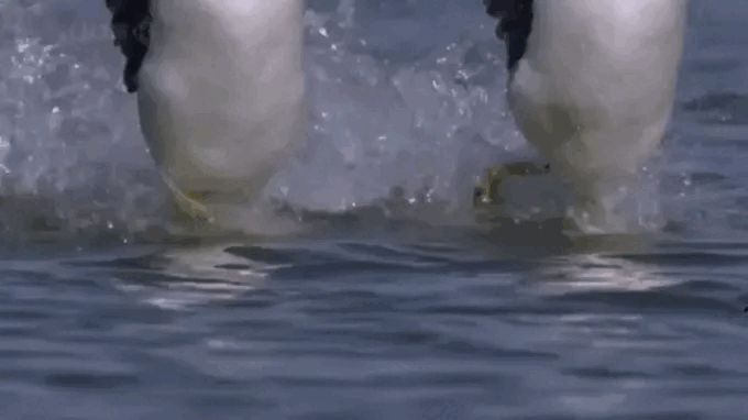 Đây là loài chim duy nhất có khả năng đi trên mặt nước
