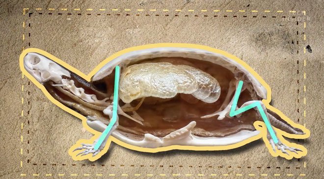 Đây là những gì có bên trong chiếc mai của một con rùa và đảm bảo bạn sẽ rất kinh ngạc