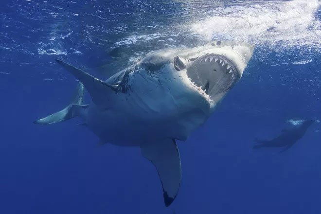 Đây là sinh vật biển chỉ cần bơi ngang cũng khiến cá mập trắng lớn sợ hãi mà chạy mất dép”