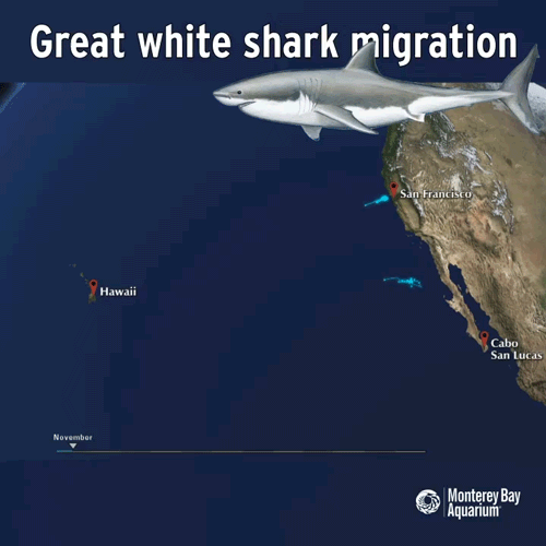 Đây là sinh vật biển chỉ cần bơi ngang cũng khiến cá mập trắng lớn sợ hãi mà chạy mất dép”