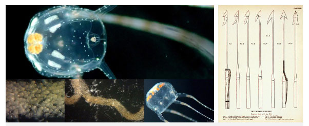 Đây loài sứa cực nguy hiểm, đến tinh trùng của nó cũng có tên cực kinh dị