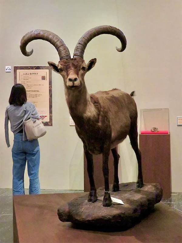 Dê núi Pyrenean ibex: Loài động vật đầu tiên và duy nhất trên thế giới tuyệt chủng tới 2 lần